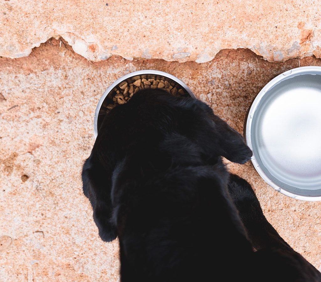 YETI Boomer 4 Dog Bowl Food Safe